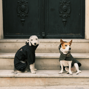 Astro Ultimate Winter Dog Coat