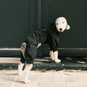 Astro Ultimate Winter Dog Coat