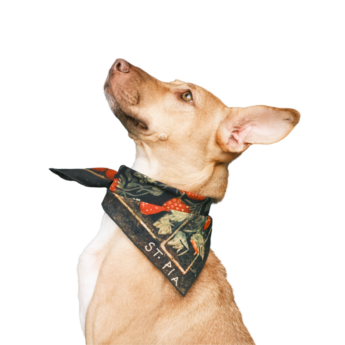 Berry_BFF_Pet_Human_Bandana_-_02.png