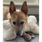 Bone Dog Pillow - Customisable