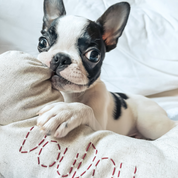 Bone Dog Pillow - Customisable
