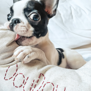 Bone Dog Pillow - Customisable