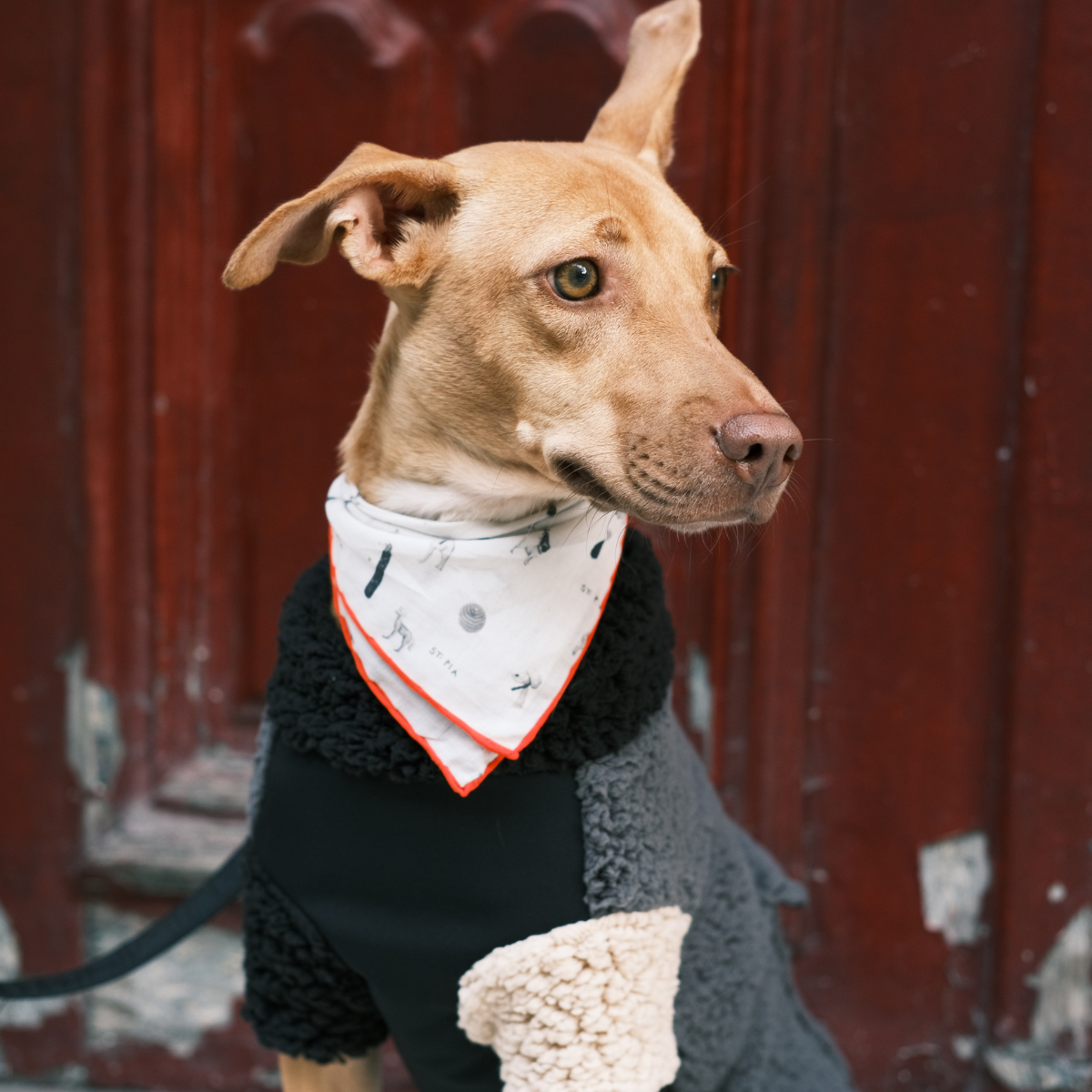 Gazette_Pet_Human_Bandana_-_LS_01.png