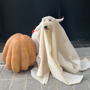 Ghostly Halloween Costume