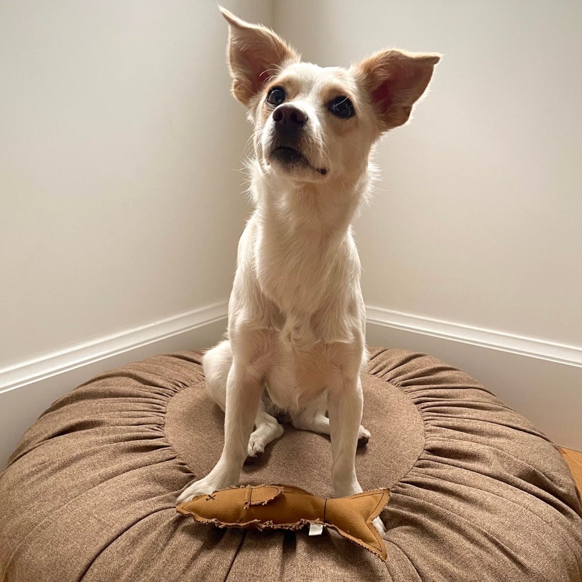 Hamsi_Fish_Handmade_Dog_Cat_Toy_-_Toffee_-_LS_01.png