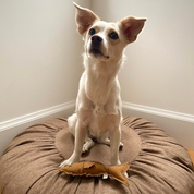 Hamsi Fish Handmade Dog + Cat Toy