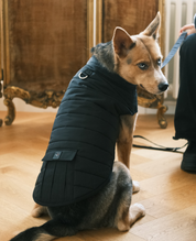 Hive Puffer Dog Coat