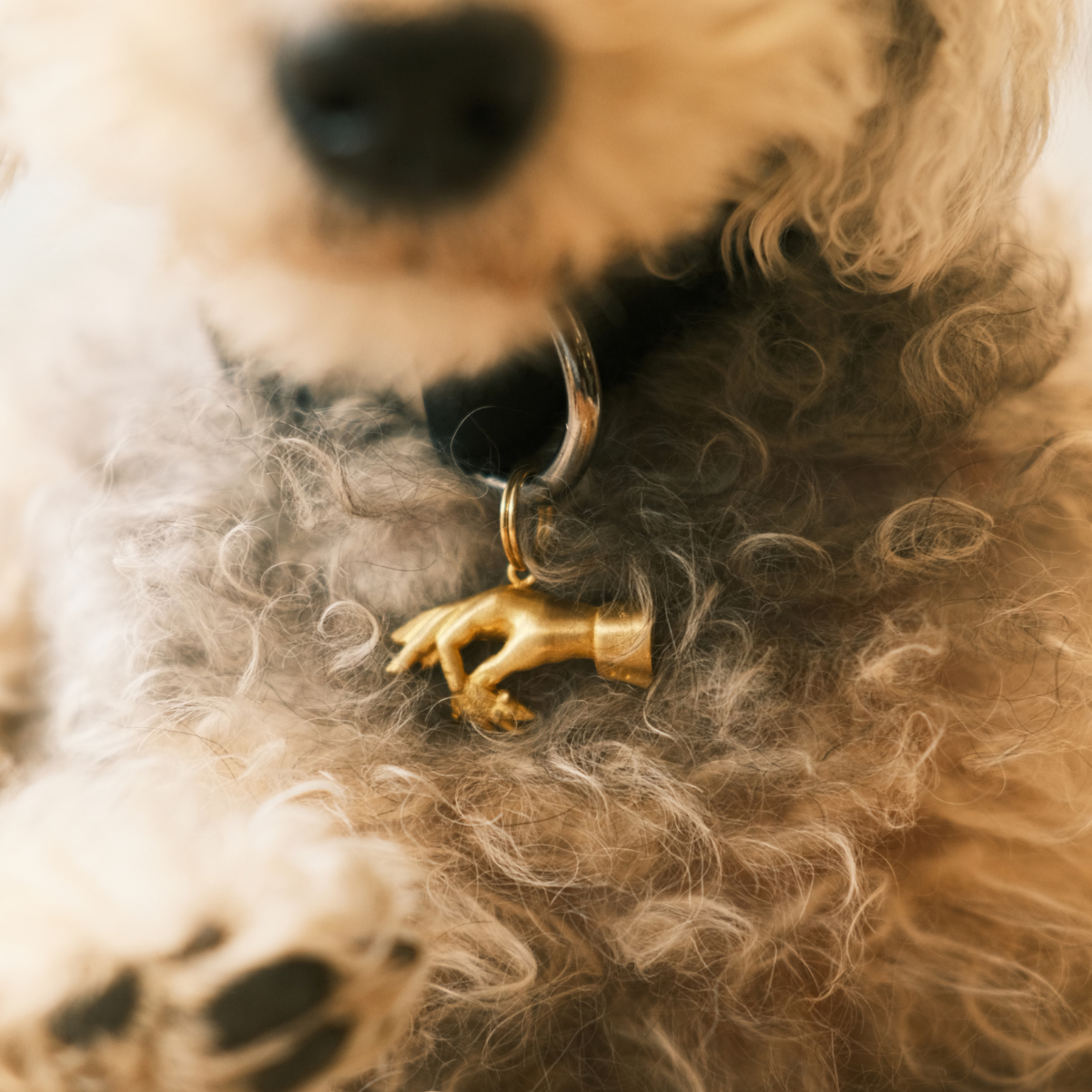 Lucky Charms For Pets + Humans