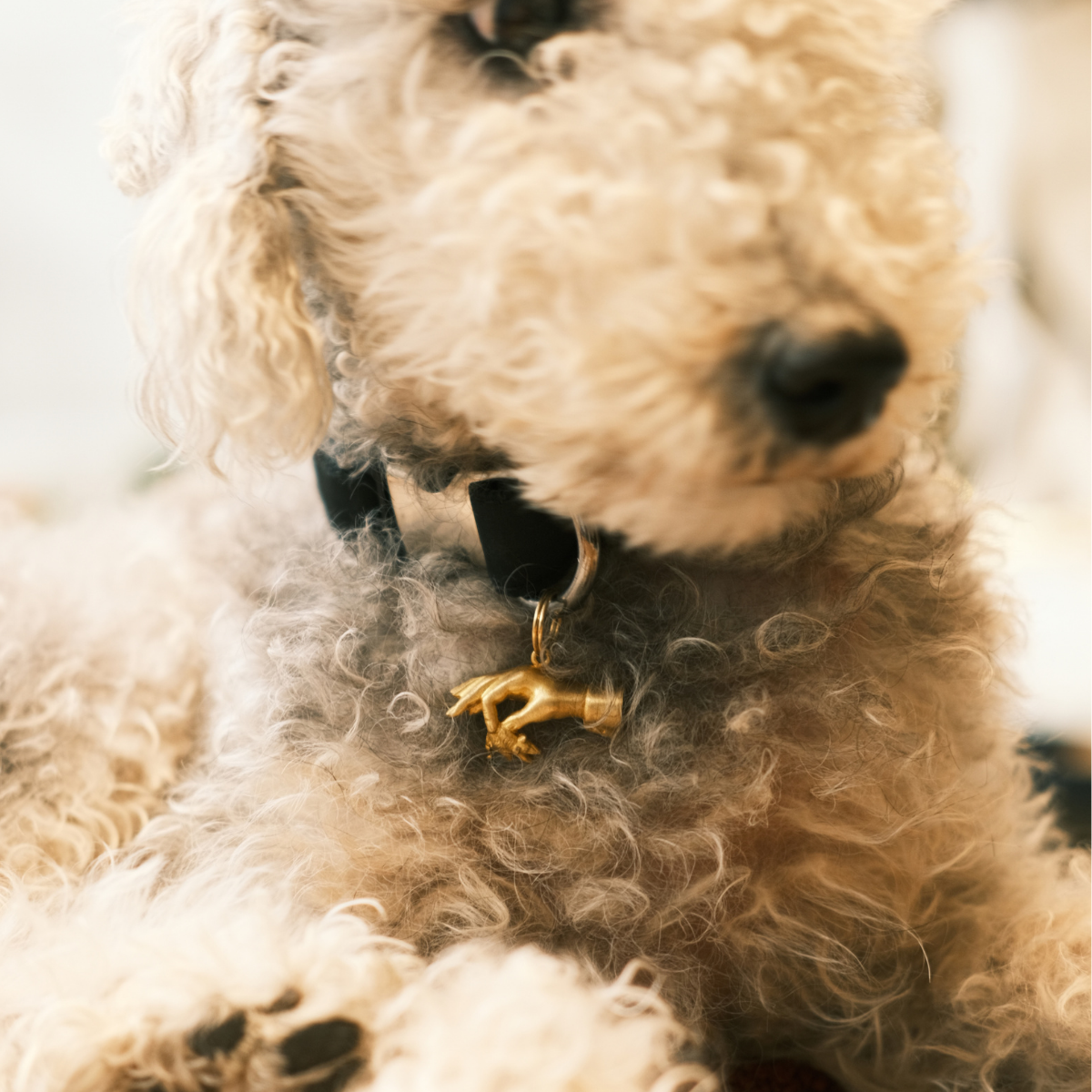 Lucky Charms For Pets + Humans