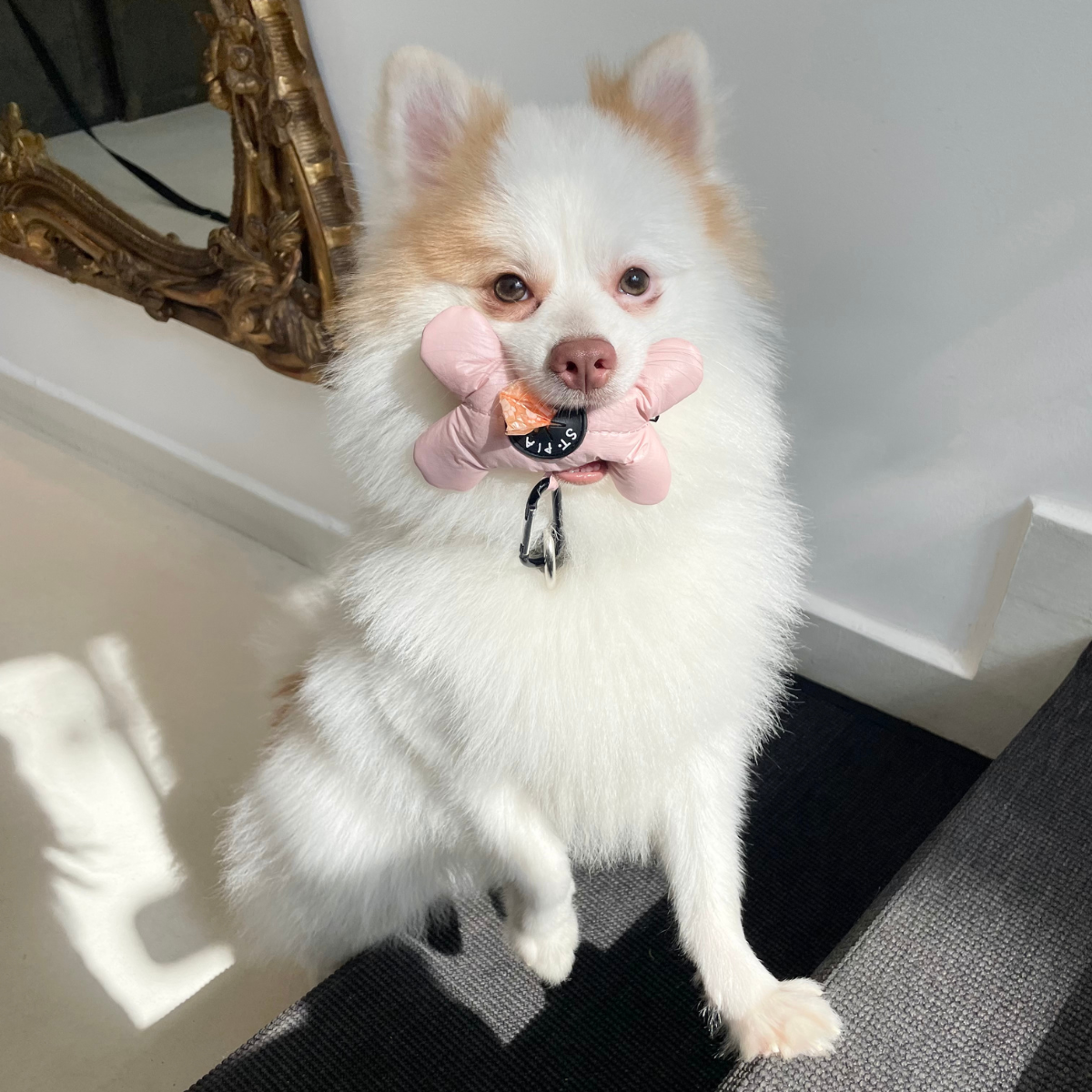 Osso_Poop_Bag_Holder_-_Powder_Pink_-_LS_01.png