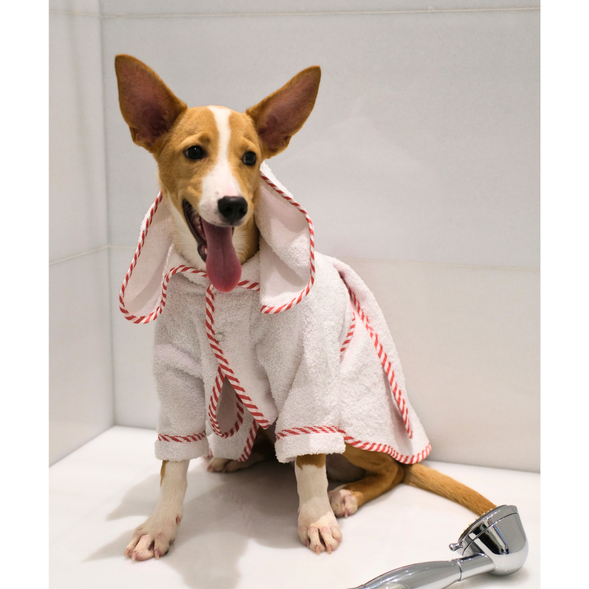 Par_Avion_Dog_Bathrobe_-_LS_02.png