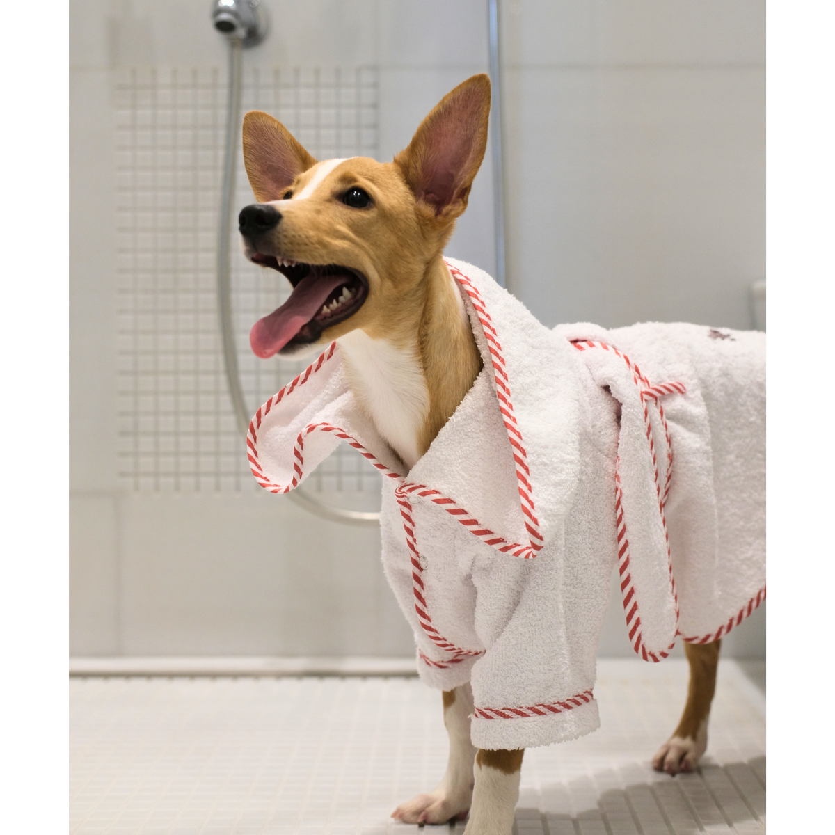 Par_Avion_Dog_Bathrobe_-_LS_03.png