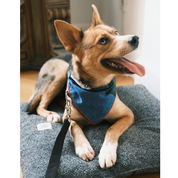 Party Pet + Human Bandana