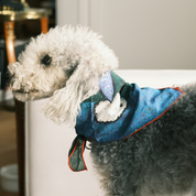 Party Pet + Human Bandana