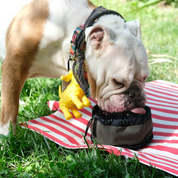 Pita On-The-Go Portable Dog + Cat Bowl