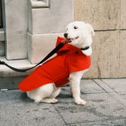 Pluvio Dog Raincoat