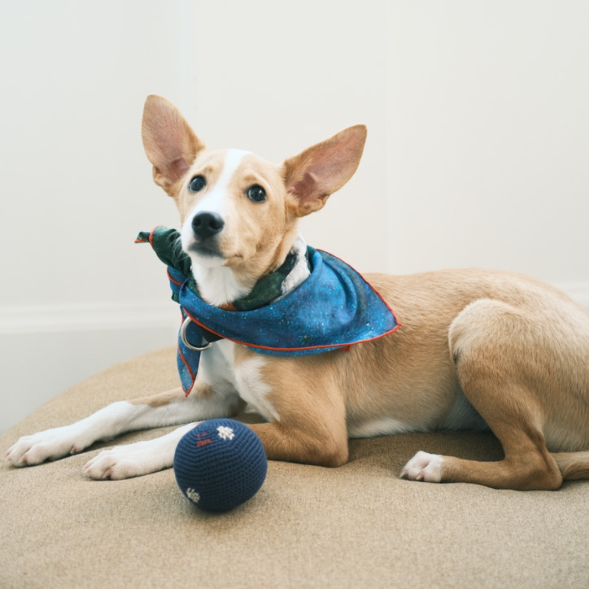 Polka_Dot_Handmade_Dog_Cat_Toy_-_Navy_-_LS_01.png