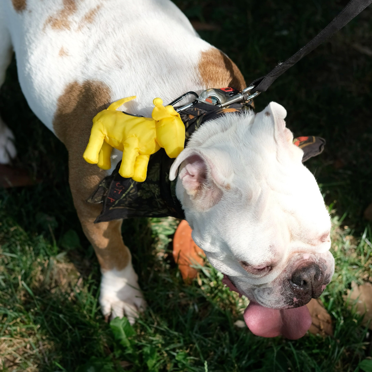 PomPaw_Poop_Bag_-_Yellow_-_LS_03.png