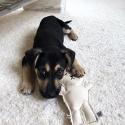 Robear Handmade Dog + Cat Toy