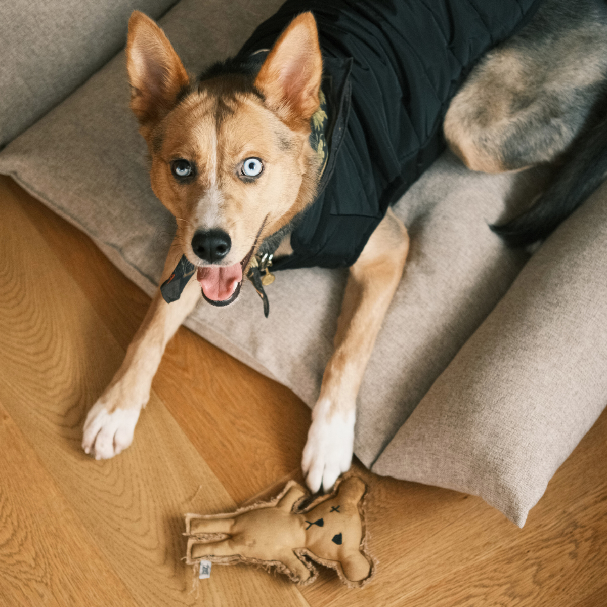 Robear Handmade Dog + Cat Toy