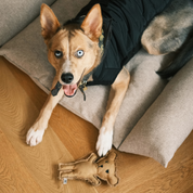Robear Handmade Dog + Cat Toy