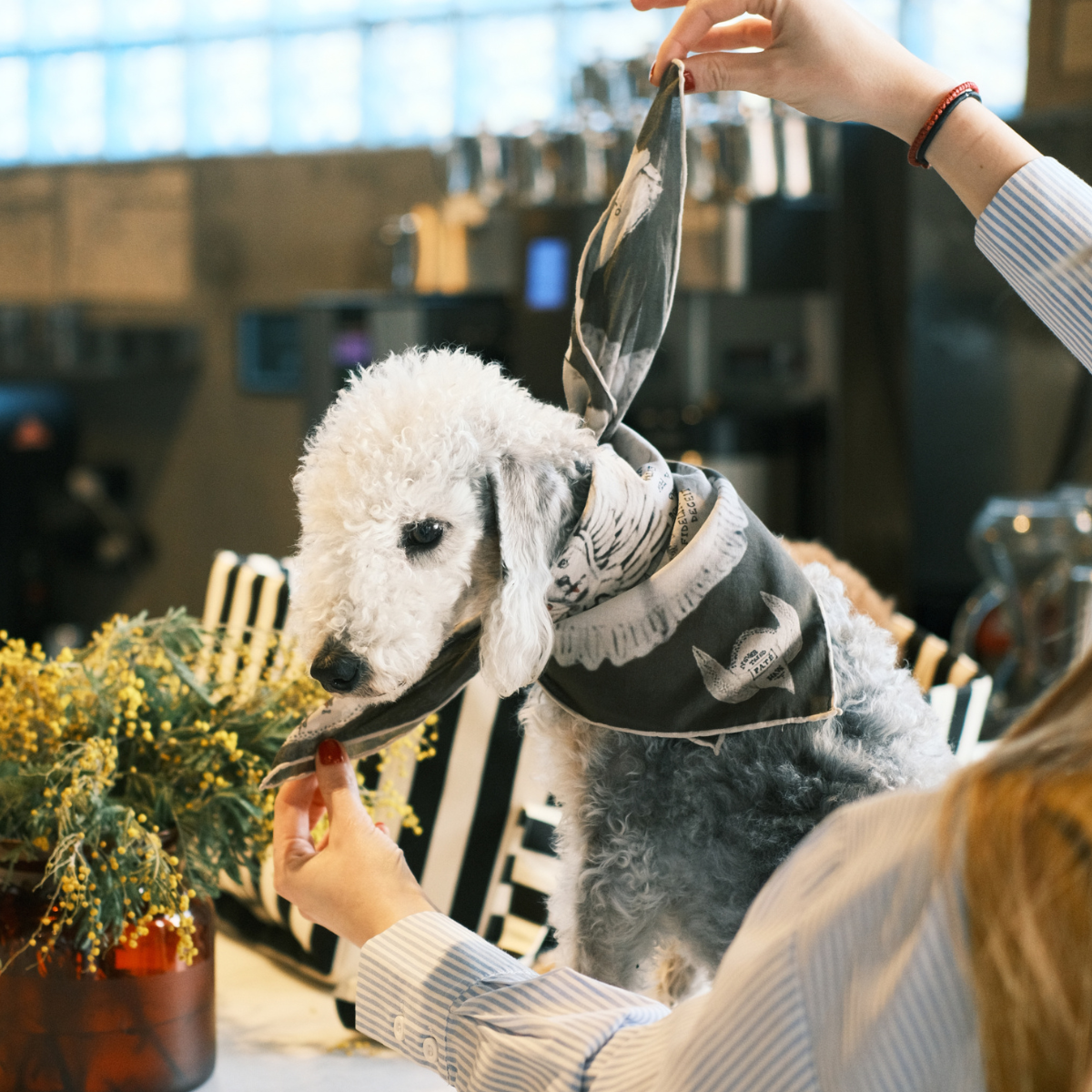 Ruff_Pet_Human_Bandana_-_LS_04.png