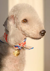 Lucky Charms For Pets + Humans: Amore