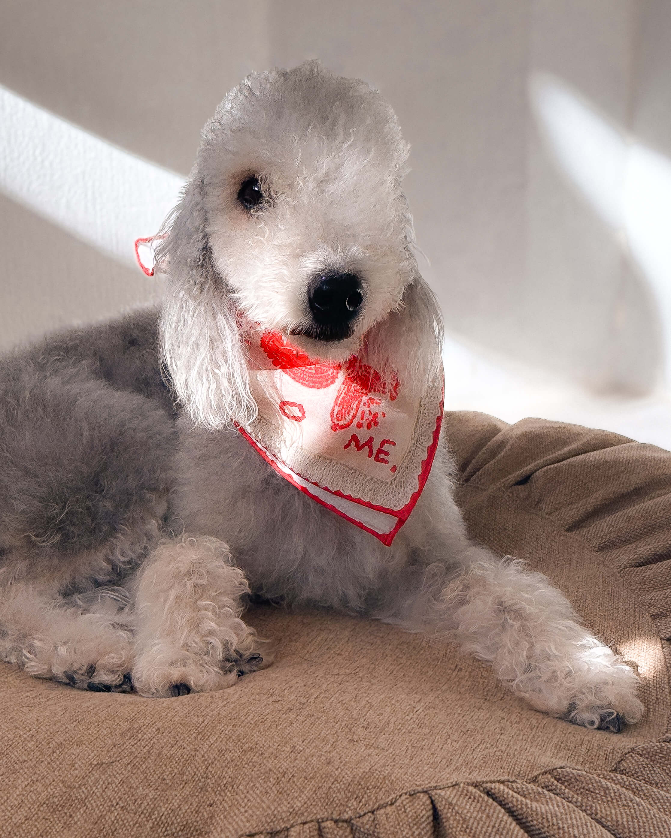 Red Lovefold Cotton Pet & Human Bandana
